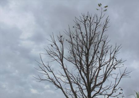 Sábado terá tempo estável com nuvens em Mato Grosso do Sul