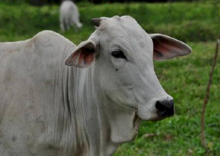 Deputado propõe tornar crime a marcação a ferro em animais