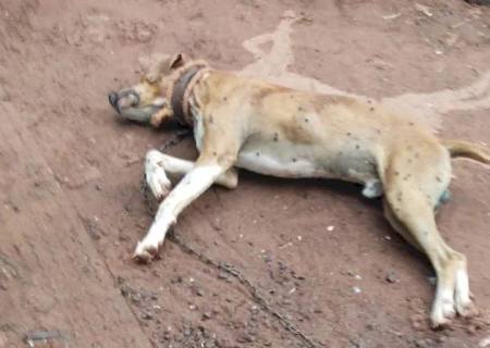 Em Mundo Novo, Polícia Civil identifica homem que matou cachorro a tiros