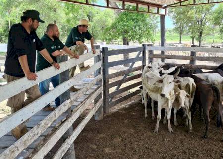 Pareceria entre MS e Paraguai recupera 230 bovinos roubados de fazenda em Corumbá