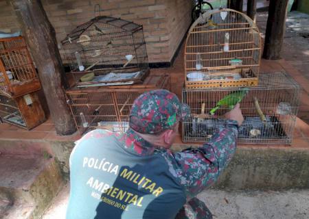 Polícia Ambiental multou 11 pessoas em R$ 73,5 mil por criação de animais silvestres em 2022