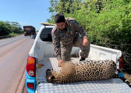 Polícia Ambiental de Miranda recolhe onça-pintada de 105 kg que foi atropelada na BR-262