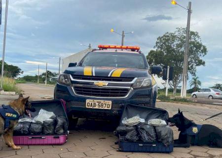 Cães da PRF farejam drogas em malas dentro de ônibus em Bataguassu