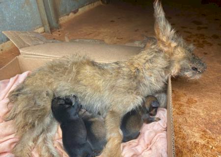 Moradora do Portal do Parque é autuada por maus-tratos a filhotes de cachorro ao lado de mãe morta