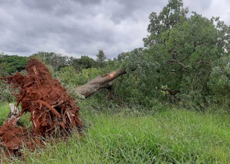 Polícia Ambiental autua sete infratores por derrubada de árvores ilegalmente na Teijin