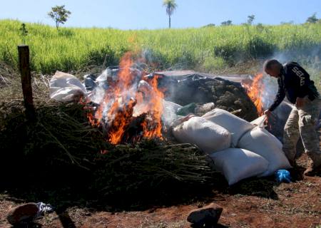 PF e Senad encerram mega operação com 82 ton de maconha destruídas na fronteira