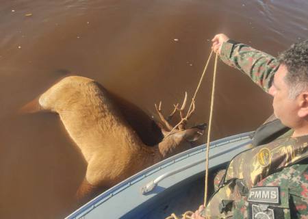 PMA do Parque das Várzeas vive a tristeza de encontrar cervo-do-pantanal morto boiando no rio Ivinhema