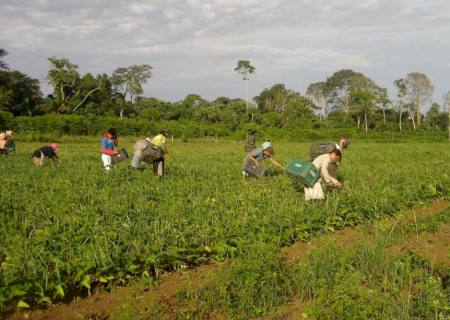 Trabalhadoras do campo recebem 20% a menos que os homens