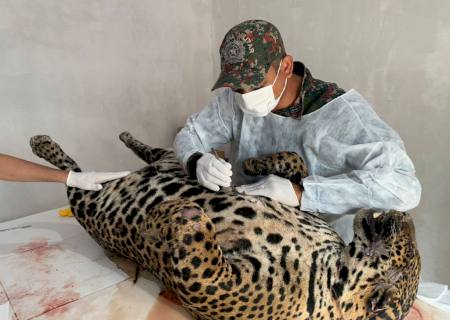 Polícia Militar Ambiental inaugura laboratório de taxidermia em Miranda