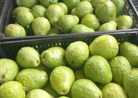 Com clima e solo favoráveis, MS prepara Plano Estadual para ampliar a fruticultura comercial