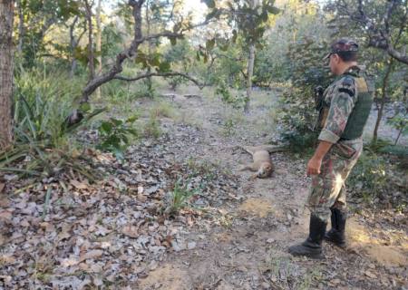 Homens são presos por abate de onças em Rio Verde de Mato Grosso