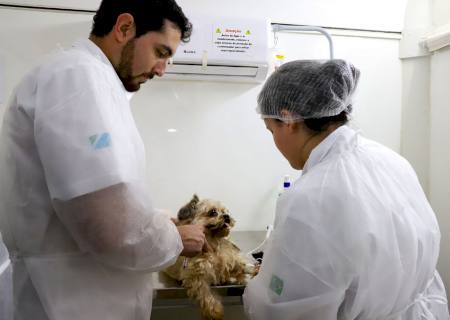 Castramóvel atende cães e gatos em Nova Andradina