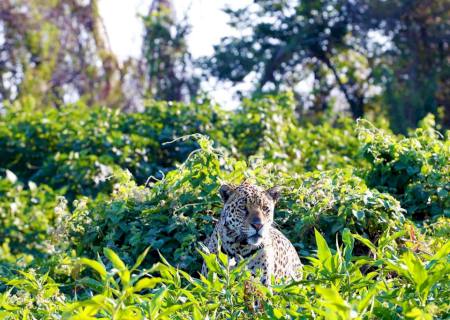 Projeto com certificação de crédito de carbono no Pantanal é inovador e segue política estadual