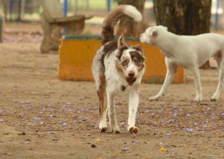 Governo cria grupo de trabalho para proteção dos direitos animais