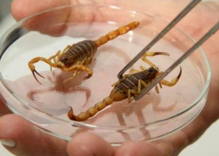 Com aumento da temperatura, SES alerta para acidentes com escorpiões no Estado