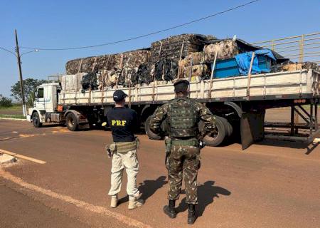 PRF com apoio do Exército Brasileiro apreende 3 toneladas de maconha em Ponta Porã