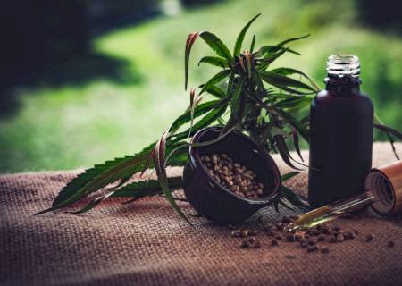 Congresso discute uso de cannabis medicinal para tratamento da dor