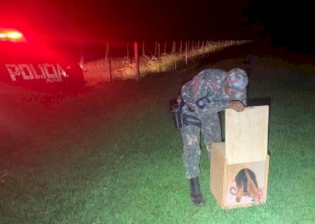 Polícia Ambiental captura tamanduá em Nova Andradina