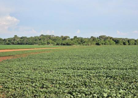 Plantio da safra de soja é prorrogado até o dia 13 de janeiro em Mato Grosso do Sul