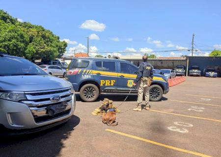 Cão da PRF encontra 41 kg de cocaína ocultos em veículo na Capital