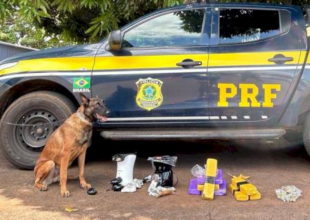 Cães farejadores encontram maconha e haxixe dentro de encomendas em Campo Grande