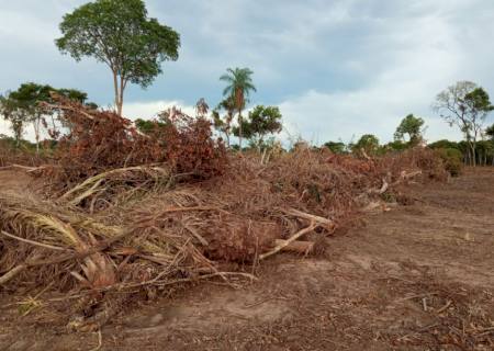 Proprietário rural de Bela Vista é autuado por exploração irregular de 86 hectares de vegetação nativa