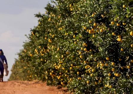 Governo de MS fomenta diversificação da produção local e atrai investimento de citricultura ao Estado