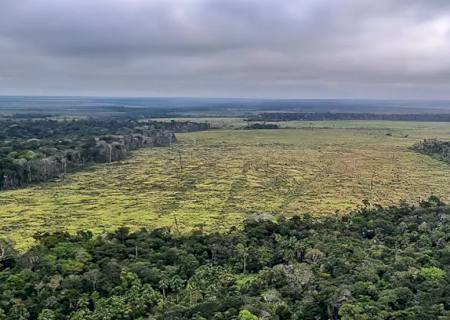 Entenda como o mau uso da floresta compromete a vida no planeta