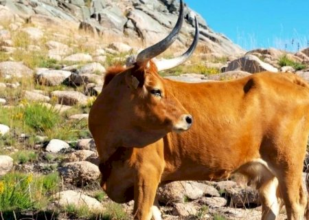 Conheça o barrosã, o boi mais bonito do mundo