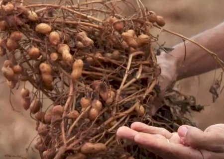 Diversificação de culturas cresce em MS, com aumento na produção de amendoim, mandioca, arroz e feijão