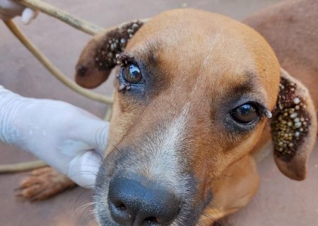 CCZ resgata cães infestados de carrapatos em Nova Andradina