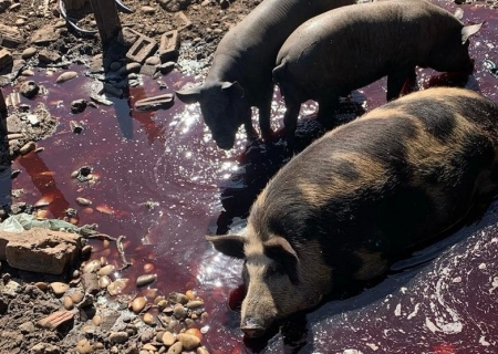 Três foram presos por abate e comércio de carne clandestina em Paranaíba