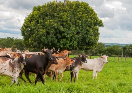 Vacina para humanos pode ser a chave para controlar tuberculose bovina, diz estudo