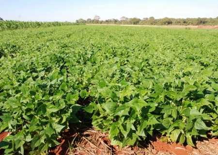 Plantio direto e integração lavoura-pecuária aumentam diversidade do solo e protegem plantas