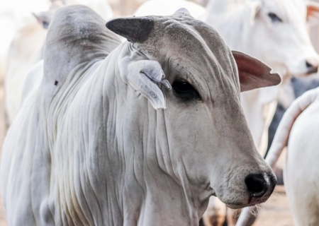 Exportações de carne bovina devem bater recorde até julho, diz consultor