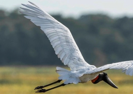 MS participa do maior evento de observação de aves da América Latina