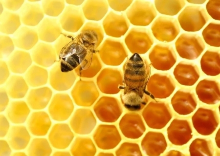 Rio Grande do Sul contabiliza perda de 17 mil colmeias desde enchentes