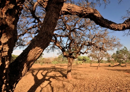 Dia do Meio Ambiente destaca ações de enfrentamento à desertificação