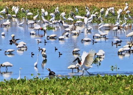 ONGs destacam parceria com o Governo de MS no trabalho conjunto contra incêndios no Pantanal