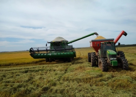 Colheita de arroz termina no RS com 7,16 milhões de toneladas, garantindo abastecimento do país