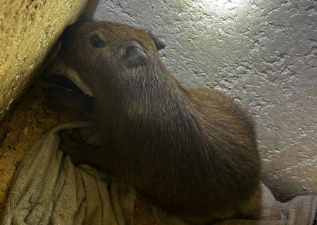 Polícia Civil fecha “boca de fumo”, prende homem por tráfico e resgata filhote de capivara que era mantido em cativeiro em Dourados