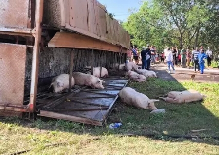 Caminhão com porcos tomba e é saqueado por populares em Dourados