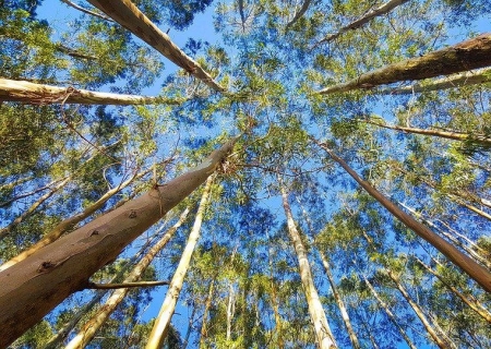 Suzano começa a operar fábrica de celulose em Mato Grosso do Sul