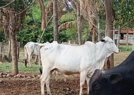 SIG prende homem suspeito transportar gado de fazenda que trio teria furtado 165 cabeças na região de Nova Andradina