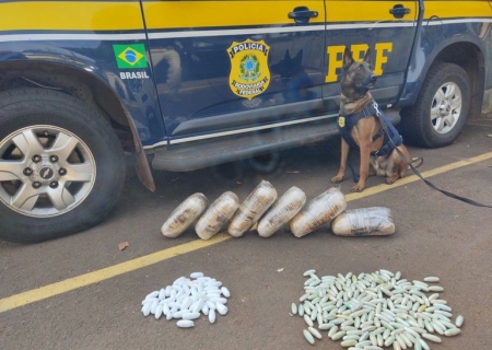 Cães da PRF encontram skunk e cocaína em ônibus durante fiscalização em Terenos