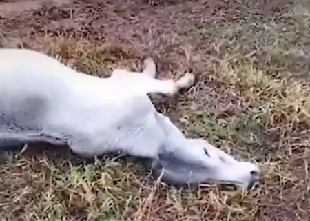 Com queda de temperatura, gado morre no pasto de fazenda em Tacuru