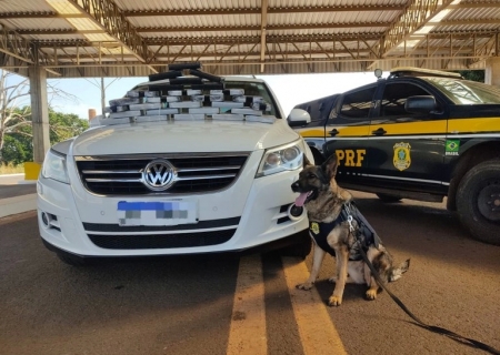 Cães da PRF encontram cocaína em veículo em Terenos