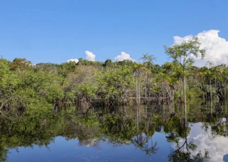 Cientistas desenvolvem tecnologia para desvendar florestas tropicais