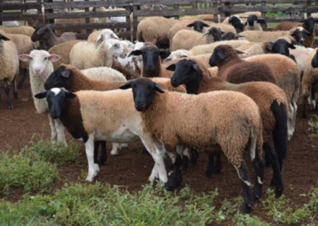 Iagro estabelece normas para trânsito de ovinos e caprinos após MS ser reconhecido área livre de febre aftosa