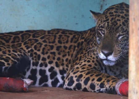 Hospital Ayty realiza manejo das onças-pintadas Antã e Miranda, resgatadas no Pantanal de MS